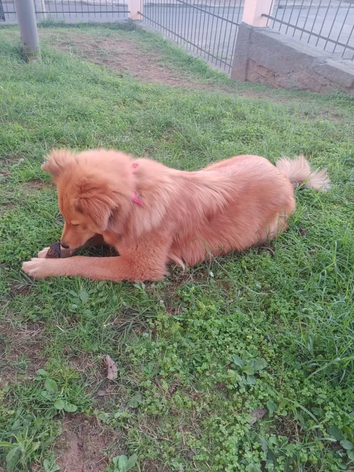 Cachorro ra a SRD-ViraLata idade 3 anos nome Athena