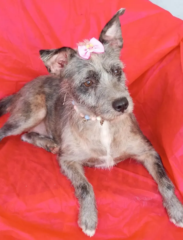 Cachorro ra a SRD-ViraLata idade 2 anos nome Flora 