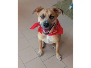 Cachorro raça SRD-ViraLata idade 1 ano nome Gael