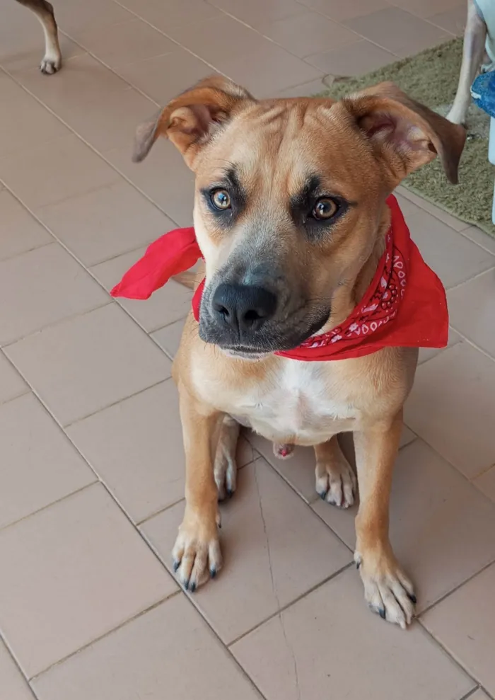 Cachorro ra a SRD-ViraLata idade 1 ano nome Gael