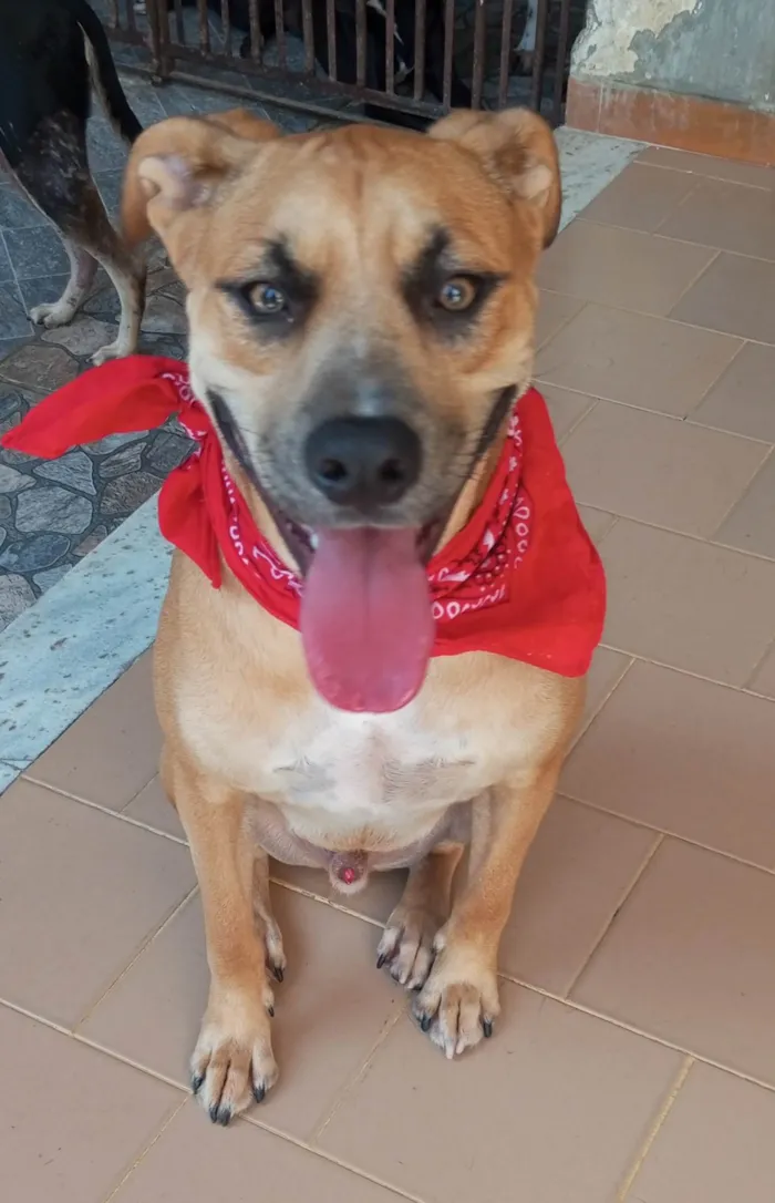 Cachorro ra a SRD-ViraLata idade 1 ano nome Gael