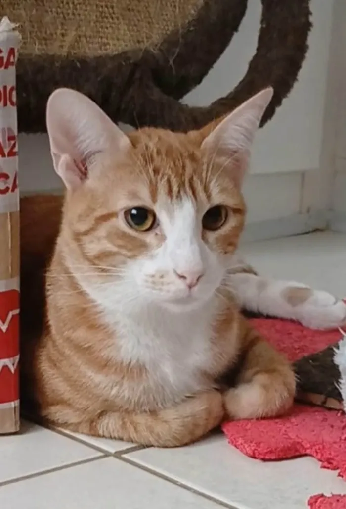 Gato ra a SRD-ViraLata idade 7 a 11 meses nome SIMBA