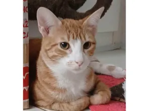 Gato raça SRD-ViraLata idade 7 a 11 meses nome SIMBA