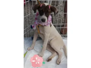 Cachorro raça SRD-ViraLata idade 2 a 6 meses nome Katarina