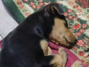 Cachorro raça SRD-ViraLata idade 2 a 6 meses nome Julie