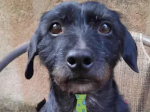 Cachorro raça SRD-ViraLata idade 3 anos nome Boby 