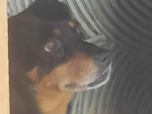 Cachorro raça Pinscher idade 5 anos nome Cindy & Pitoco 