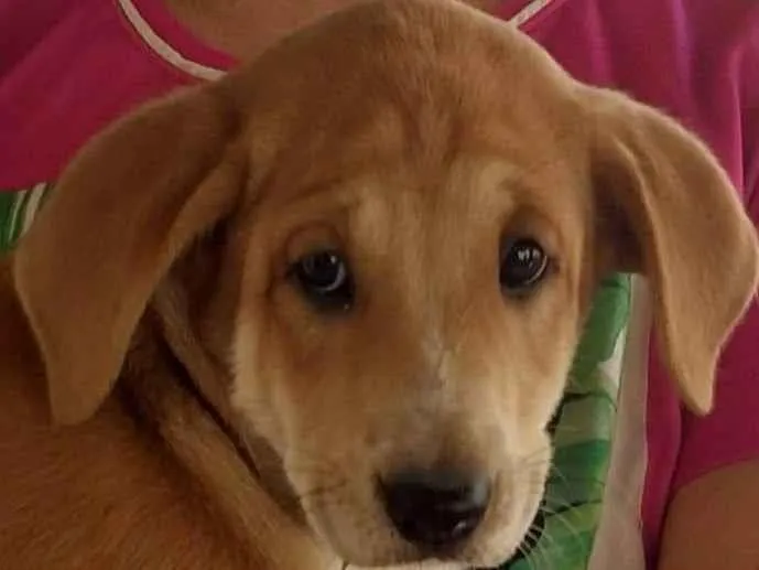 Cachorro ra a SRD-ViraLata idade Abaixo de 2 meses nome Pitanga