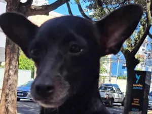 Cachorro raça SRD-ViraLata idade 2 anos nome Lua