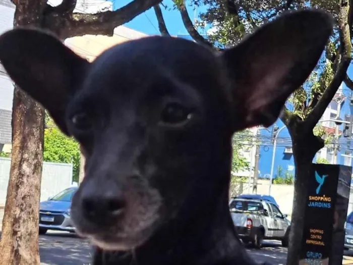 Cachorro ra a SRD-ViraLata idade 2 anos nome Lua