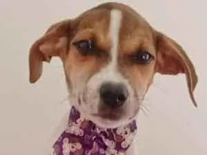 Cachorro raça SRD-ViraLata idade 2 a 6 meses nome PURPLE FÊMEA