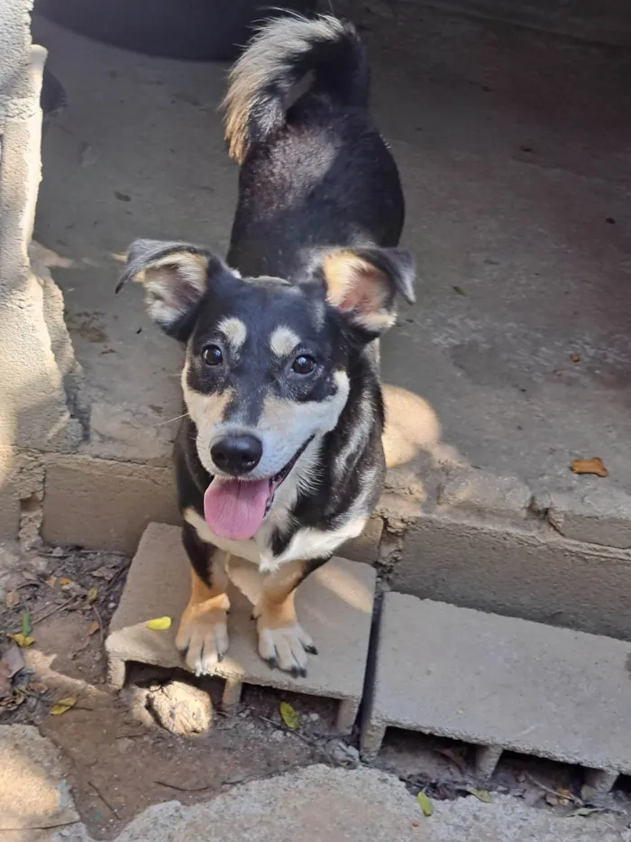 Cachorro ra a SRD-ViraLata idade 4 anos nome Pequena 