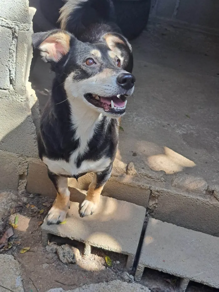 Cachorro ra a SRD-ViraLata idade 4 anos nome Pequena 