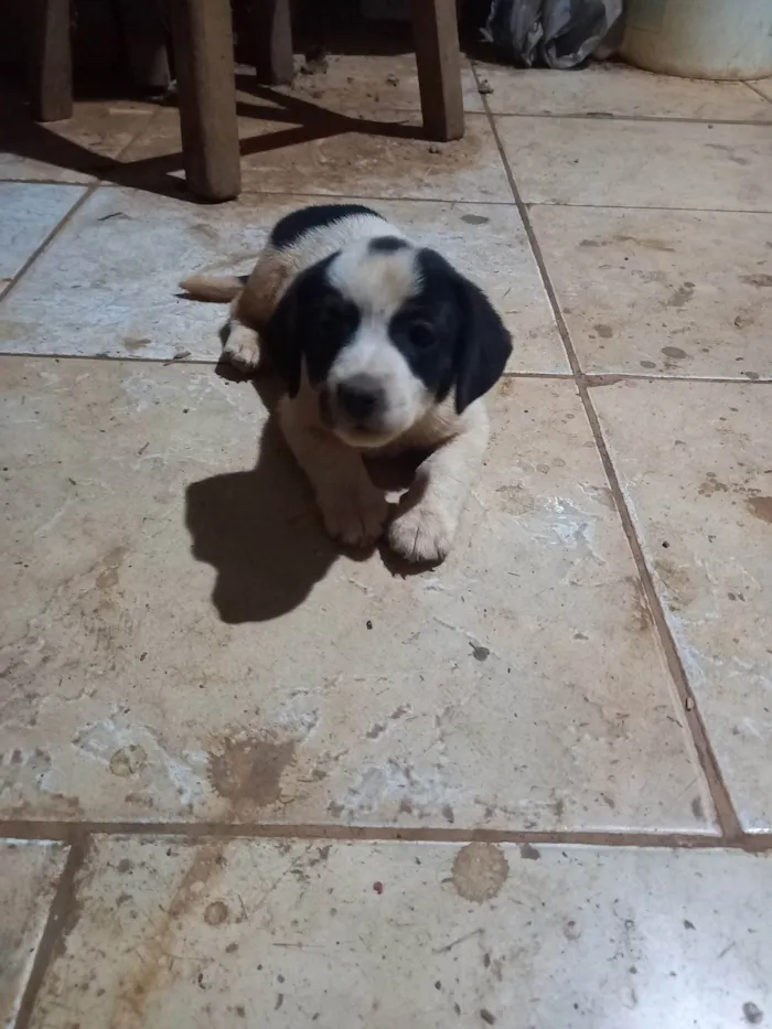 Cachorro ra a SRD-ViraLata idade 2 a 6 meses nome Charlie e Pretinha