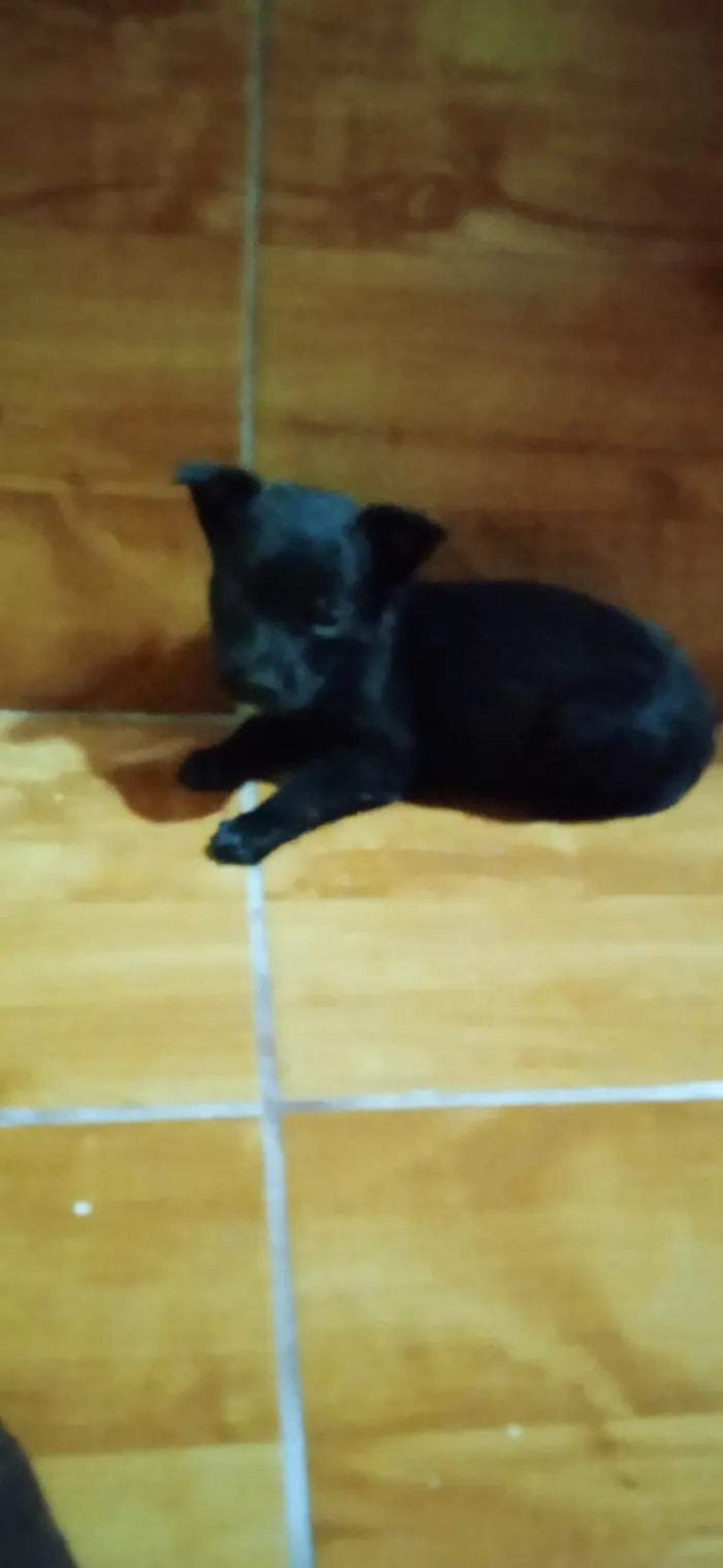 Cachorro ra a SRD-ViraLata idade 2 a 6 meses nome Lupin