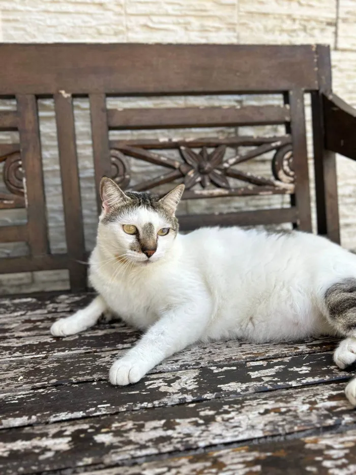 Gato ra a SRD-ViraLata idade 2 anos nome Adan