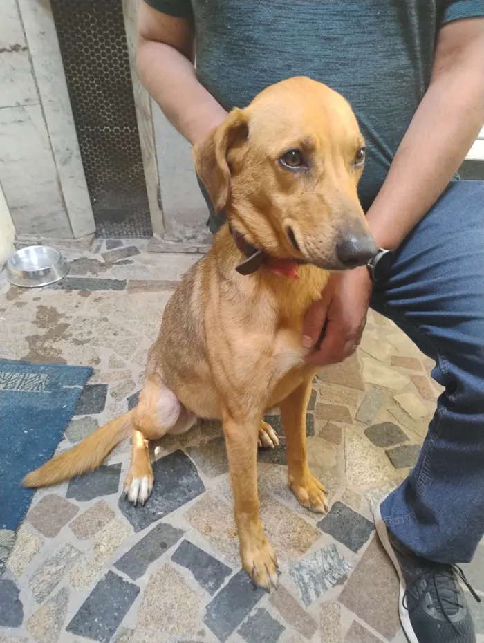 Cachorro ra a SRD-ViraLata idade 2 anos nome Luna 