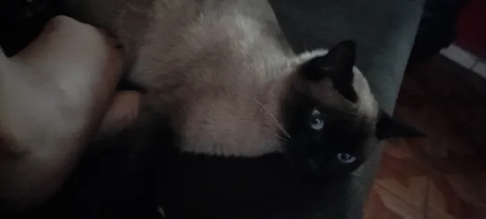 Gato ra a Siamês idade 3 anos nome Milli 