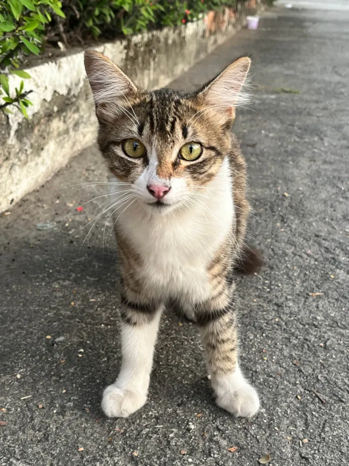 Gato ra a SRD-ViraLata idade 2 a 6 meses nome Felipe 