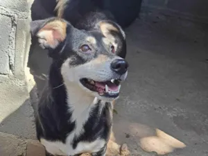 Cachorro raça SRD-ViraLata idade 4 anos nome Pequena 