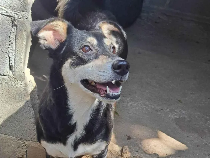 Cachorro ra a SRD-ViraLata idade 4 anos nome Pequena 