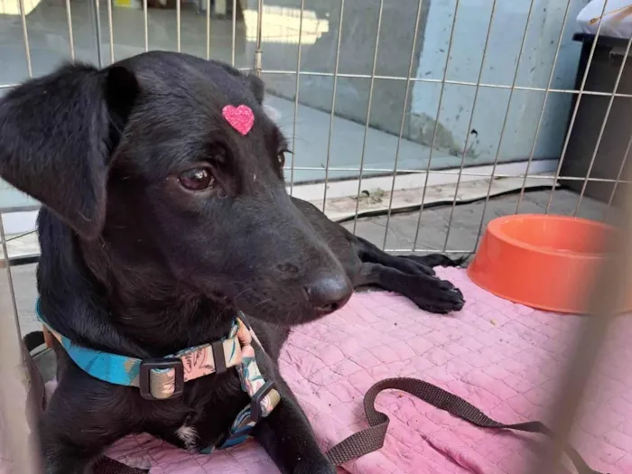 Cachorro ra a SRD-ViraLata idade 2 a 6 meses nome Serena