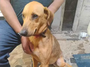 Cachorro raça SRD-ViraLata idade 2 anos nome Luna 