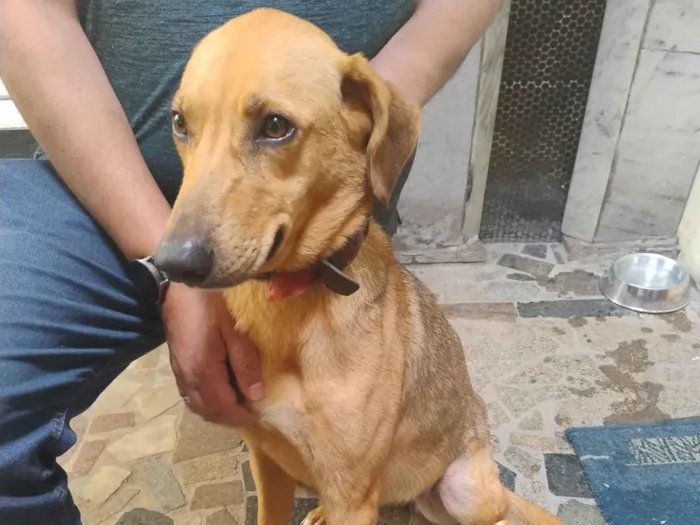 Cachorro ra a SRD-ViraLata idade 2 anos nome Luna 