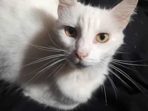 Gato raça SRD-ViraLata idade 3 anos nome Branquinha 