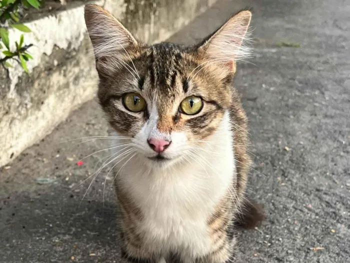 Gato ra a SRD-ViraLata idade 2 a 6 meses nome Felipe 