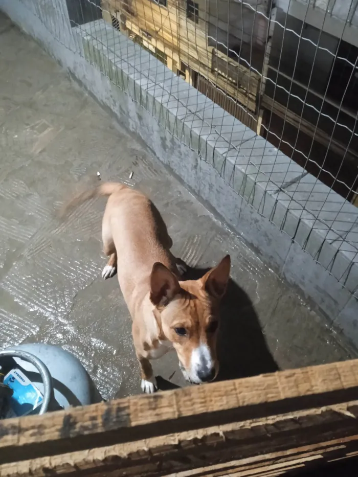 Cachorro ra a SRD-ViraLata idade 7 a 11 meses nome Pandora