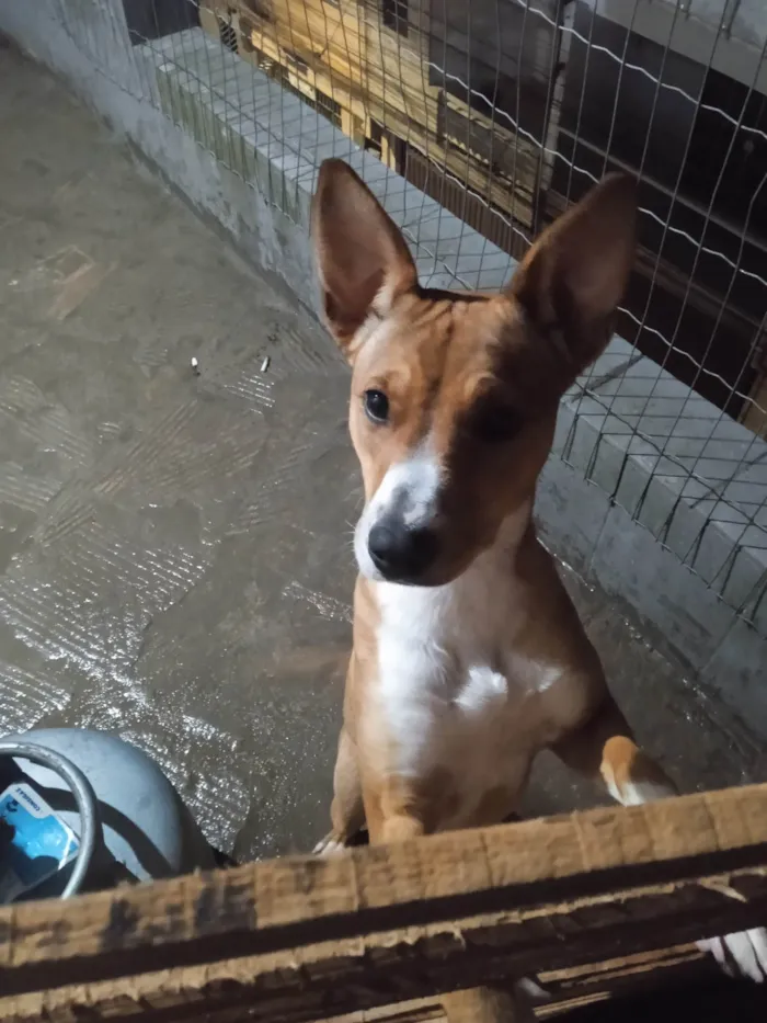 Cachorro ra a SRD-ViraLata idade 7 a 11 meses nome Pandora