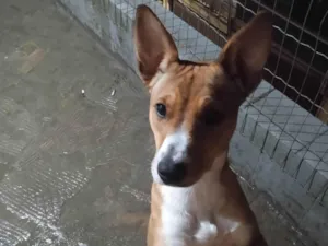 Cachorro raça SRD-ViraLata idade 7 a 11 meses nome Pandora