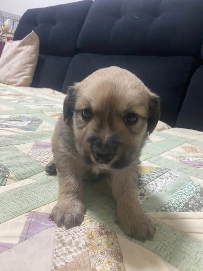 Cachorro ra a Labrador idade 2 a 6 meses nome Cachorro macho porte M