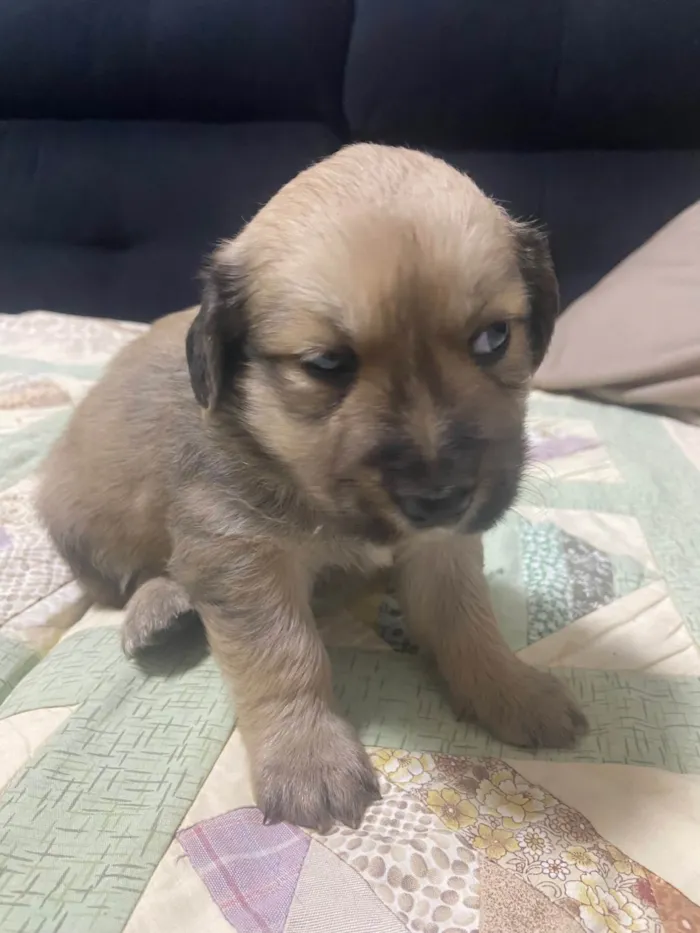 Cachorro ra a Labrador idade 2 a 6 meses nome Cachorro macho porte M