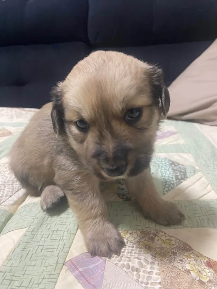 Cachorro ra a Labrador idade 2 a 6 meses nome Cachorro macho porte M