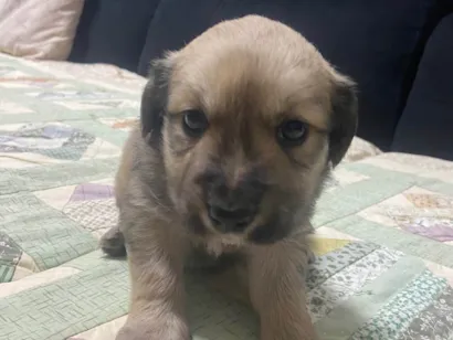 Cachorro raça Labrador idade 2 a 6 meses nome Cachorro macho porte M