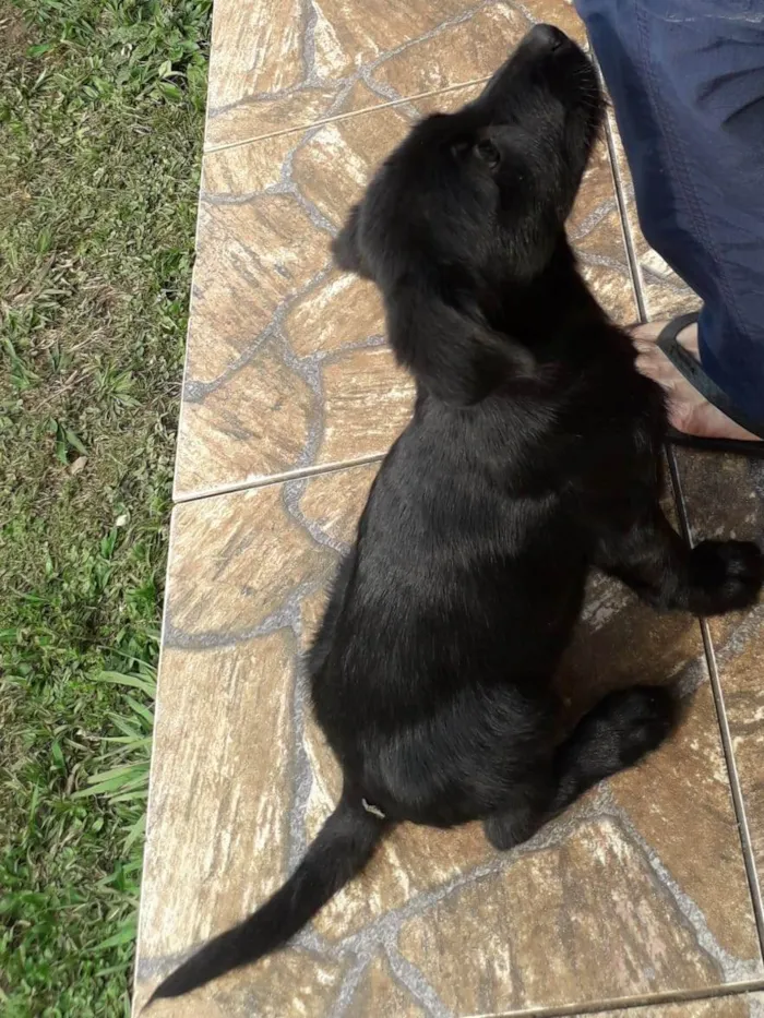 Cachorro ra a SRD-ViraLata idade 2 a 6 meses nome Sem nome