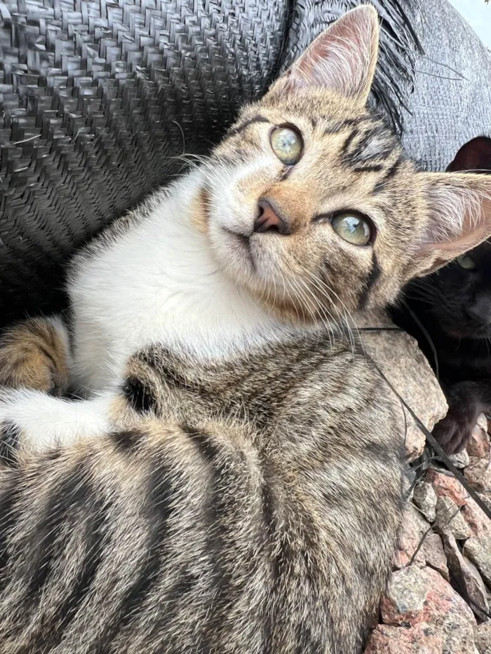 Gato ra a Exótico idade 2 a 6 meses nome Não tem nome 