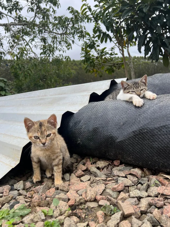 Gato ra a Exótico idade 2 a 6 meses nome Não tem nome 