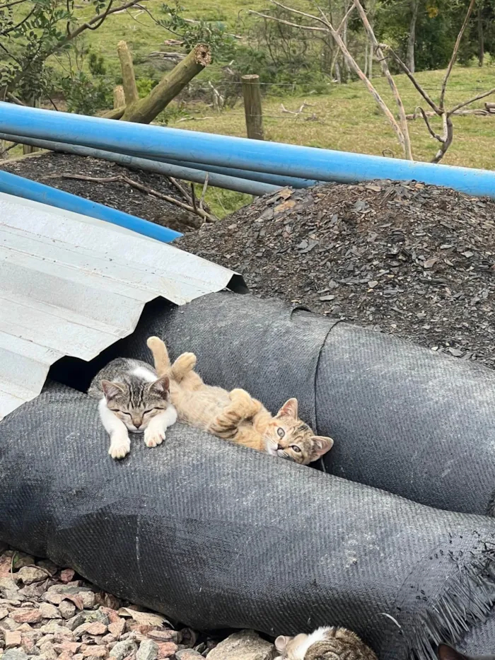 Gato ra a Exótico idade 2 a 6 meses nome Não tem nome 