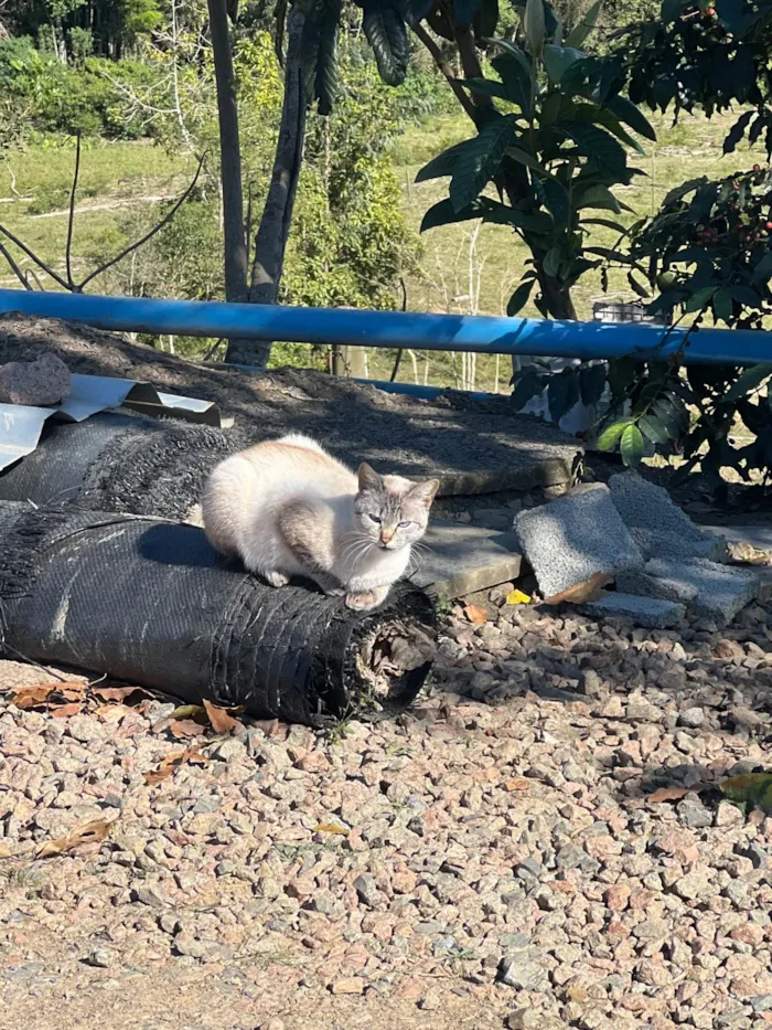 Gato ra a Siamês idade 1 ano nome Não tem nomes 