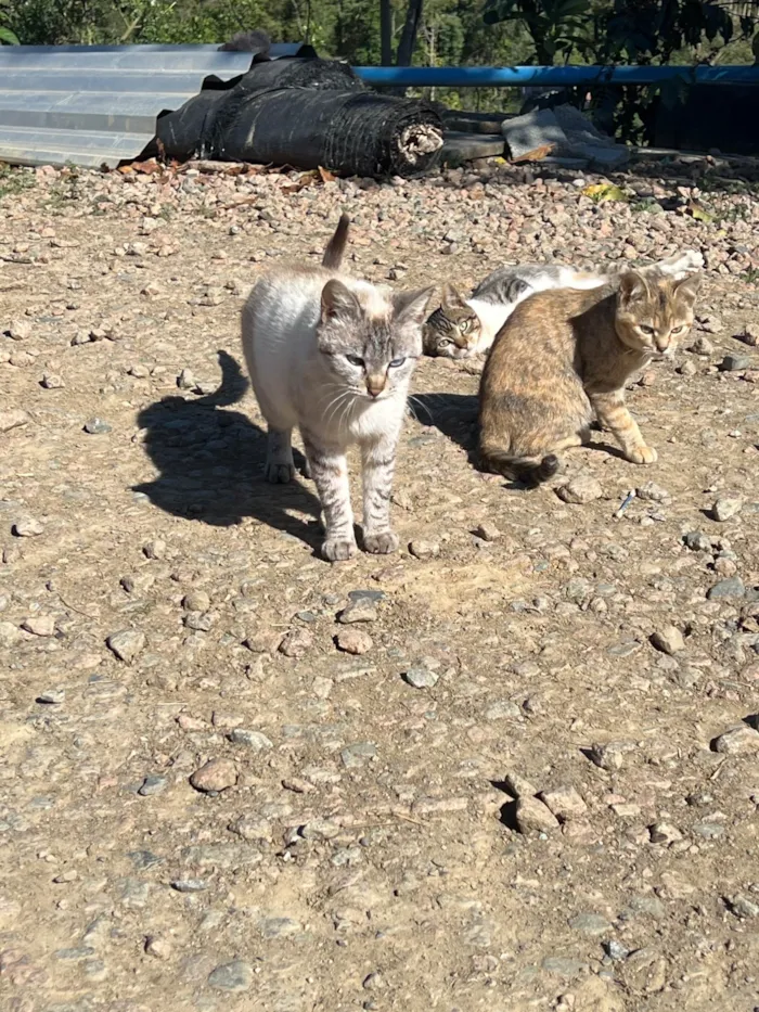 Gato ra a Siamês idade 1 ano nome Não tem nomes 