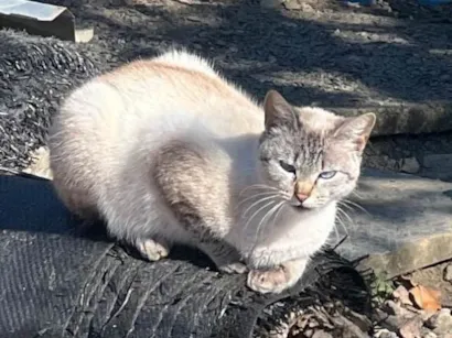 Gato raça Siamês idade 1 ano nome Não tem nomes 