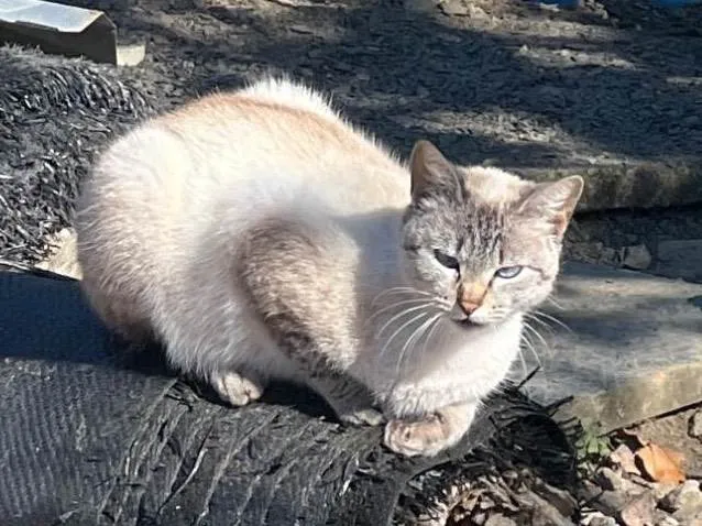 Gato ra a Siamês idade 1 ano nome Não tem nomes 