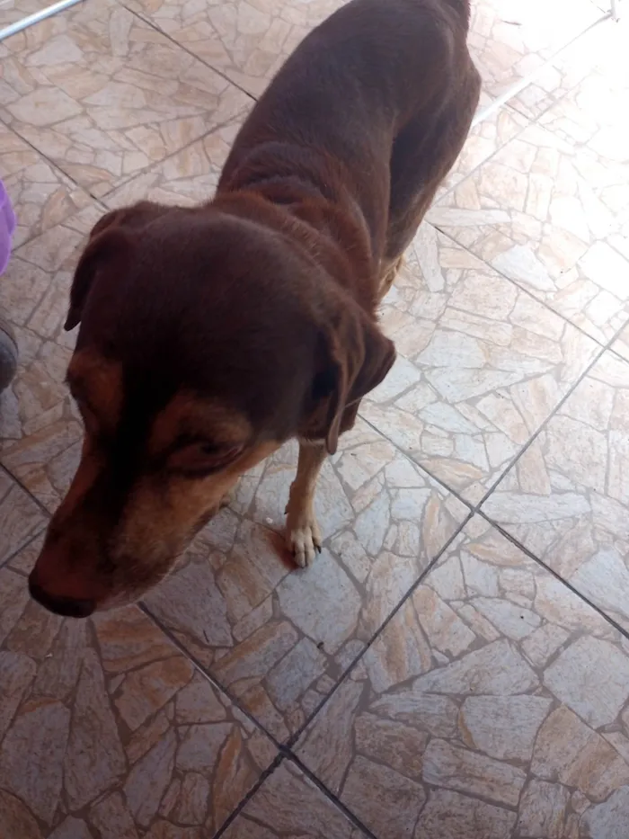 Cachorro ra a SRD-ViraLata idade 5 anos nome Apollo 