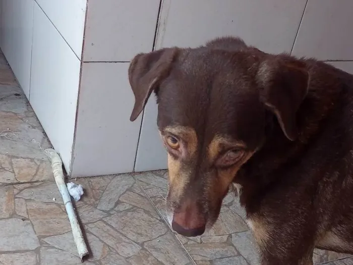 Cachorro ra a SRD-ViraLata idade 5 anos nome Apollo 