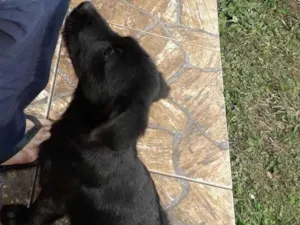 Cachorro raça SRD-ViraLata idade 2 a 6 meses nome Sem nome