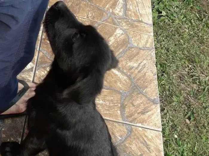 Cachorro ra a SRD-ViraLata idade 2 a 6 meses nome Sem nome