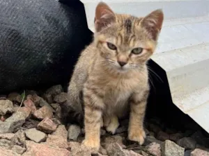 Gato raça Exótico idade 2 a 6 meses nome Não tem nome 